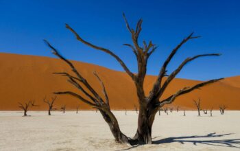 Namibia: safari, pustynie i Deadvlei