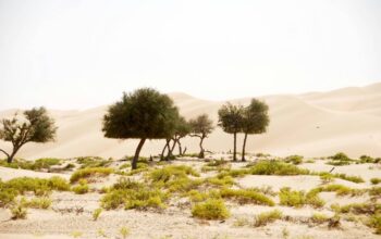 Oman: Fjordy Musandam i Pustynia Wahiba Sands